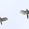 Grey Goshawks over Edge Hill again (female larger than male)<br />Canon 7D + EF400 F5.6L Grey Goshawks over Edge Hill again (female larger than male)<br />Canon 7D + EF400 F5.6L